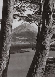 Fuji et les pins