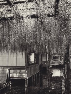 Japon dans les années 1920 : Tokyo, Kameido