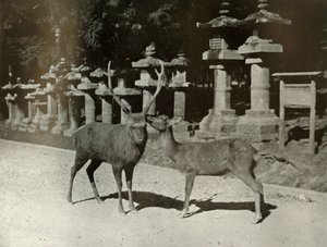 Mon cher ! Une étude à Nara - Herbert Ponting