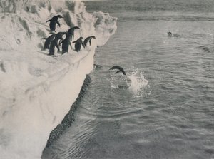 Plongée des pingouins - Herbert Ponting