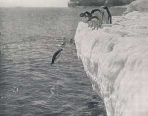 Pingouins plongeant, vers 1911, 1913 - Herbert Ponting