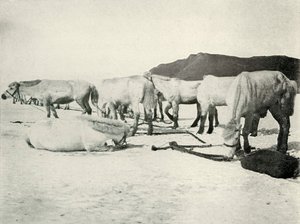 Poneys attachés sur la glace de mer, vers 1910-1913