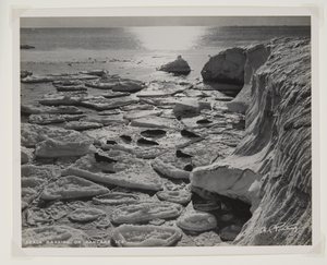 Phoques se prélassant sur la glace en crêpe - Herbert Ponting