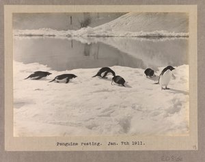 Six manchots Adélie se reposant sur la glace