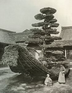 Le Jonque de Pin au Kinkakuji, 1910 - Herbert Ponting