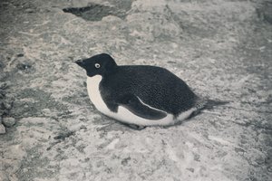 Celui-ci ne l
