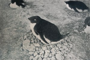 Ce pingouin a un compagnon industrieux, vers 1911, 1913 - Herbert Ponting