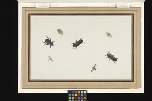 Étude de coléoptères et de papillons de nuit