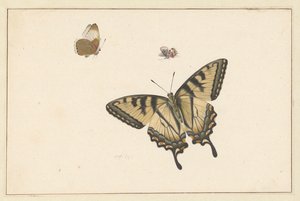 Trois papillons - Herman Henstenburgh