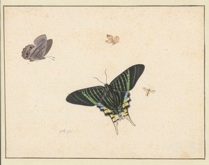 Trois papillons et une guêpe ou une mouche