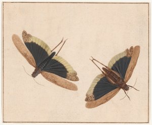 Deux Sauterelles - Herman Henstenburgh