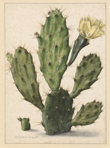 Cactus poire en fleur