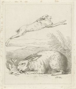 Lièvre et lapin - Hermanus Numan