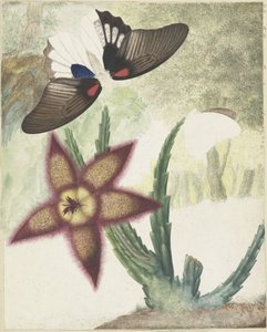 Deux papillons et une fleur jaune-violette à cinq pétales - Hermanus de Wit