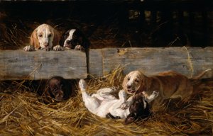 H. Biedermann-Arendts, Chiots jouant