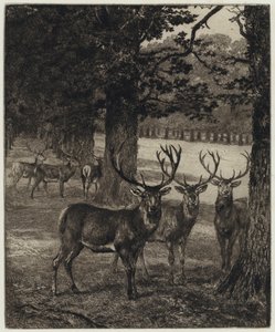 Cerfs dans le parc de Windsor