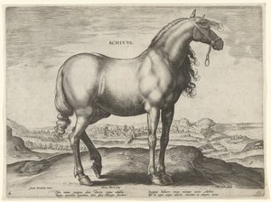 Cheval de Grèce (Achivus) - Hieronymus Wierix