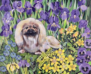 Peke dans le parterre de fleurs - Hilary Jones