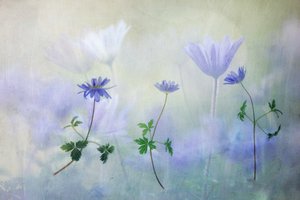  - Hilda van der Lee