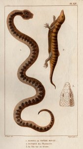 Aesping ou Vipère Rouge, Scinque des pharmacies, sa tête vue de dessus. Faune des Médecins ou histoire des animaux et de leurs produits par Hippolyte Cloquet - Volume 6 - 1825