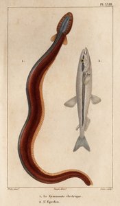 Gymnote électrique et Éperlan. Faune des Médecins ou histoire des animaux et de leurs produits par Hippolyte Cloquet - Volume 6 - 1825