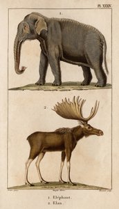 Éléphant et Élan. "Faune des Médecins ou histoire des animaux et de leurs produits par Hippolyte Cloquet" - Volume 6 - 1825