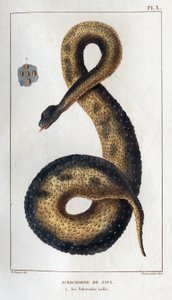 Acrochord de Java. Ses tubercules isolés. Faune des Médecins ou histoire des animaux et de leurs produits par Hippolyte Cloquet - Volume 6 - 1825