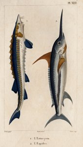 Esturgeon et espadon. Faune des Médecins ou histoire des animaux et de leurs produits par Hippolyte Cloquet - Volume 6 - 1825