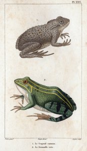 Le Crapaud commun et la Grenouille verte. "Faune des Médecins ou histoire des animaux et de leurs produits par Hippolyte Cloquet" - Volume 6 - 1825