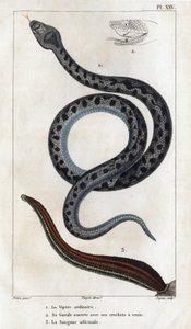 La vipère ordinaire, sa bouche ouverte avec ses crocs venimeux, le sang officinal. "Faune des Médecins ou histoire des animaux et de leurs produits par Hippolyte Cloquet" - Volume 6 - 1825