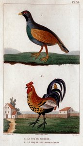 Le coq de Bruyère et le coq de nos basses-cours. "Faune des Médecins ou histoire des animaux et de leurs produits par Hippolyte Cloquet" - Volume 6 - 1825 - Hippolyte Cloquet