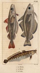 Le merlan, la morue et la lotte. Faune des Médecins ou histoire des animaux et de leurs produits par Hippolyte Cloquet - Volume 6 - 1825