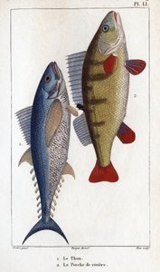 Thon et perche de rivière. Faune des médecins ou histoire des animaux et de leurs produits par Hippolyte Cloquet - Hippolyte Cloquet