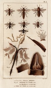 Diverses abeilles. "Faune des Médecins ou histoire des animaux et de leurs produits par Hippolyte Cloquet" - Volume 6 - 1825