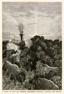Un troupeau de dix ou douze mille buffles barrait la voie, de Le Tour du Monde en Quatre-vingts Jours par Jules Verne (1828-1905), gravé par Louis Prevost, 1873