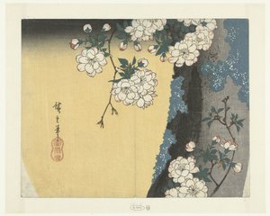 Tronc moussu et fleurs de cerisier