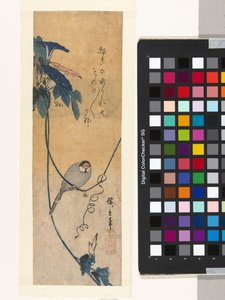 Oiseau et liseron bleu