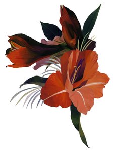 Une fleur imaginaire basée sur une amaryllis