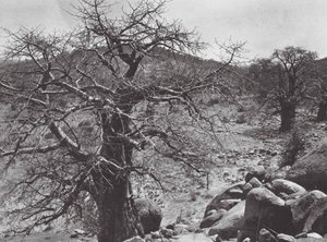 Afrique : Baobab, Dar Nuba - Hugo Adolf Bernatzik