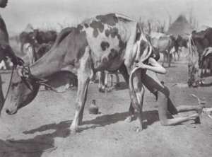 Afrique : Dinka du Nord soufflant une vache