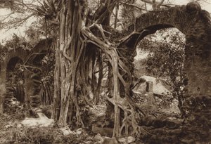 Mexique : pont en arc espagnol avec figuier, Antigua, Etat de Vera Cruz (photo n/b) - Hugo Brehme