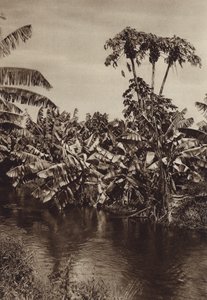 Mexique : Bananes et papayes, Etat de Vera Cruz (photo n/b) - Hugo Brehme