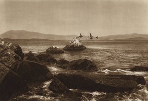 Mexique : Côte de Manzanillo, Pelicanos, Etat de Colima (photo n/b) - Hugo Brehme