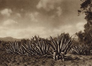Mexique : les environs de Tepepam avec un champ d