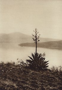 Mexique : rivage du lac Chapala avec des agaves en fleurs (photo n/b) - Hugo Brehme