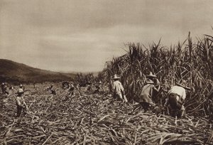 Mexique : Tamasopo, récolte de canne à sucre (photo n/b) - Hugo Brehme