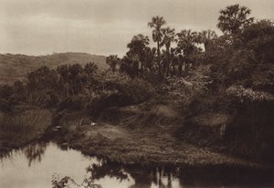 Mexique : Tamasopo, paysage de palmiers (photo n/b) - Hugo Brehme