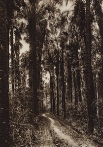 Mexique : Tamasopo, Palmar (photo n/b) - Hugo Brehme