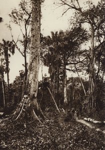 Mexique : Tamasopo, Panorama de la forêt vierge (photo n/b) - Hugo Brehme
