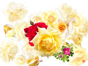 Rêve de rose